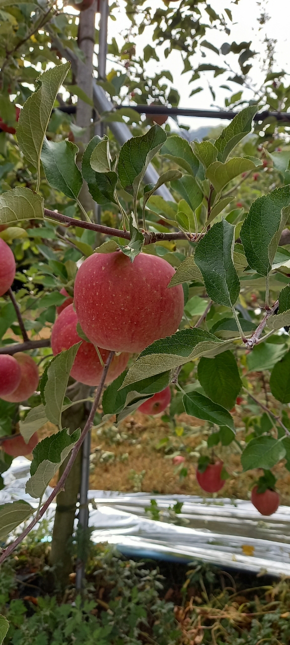 [기산마을] 사과(홍로) 5kg  (23~25과내외)