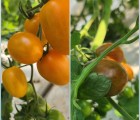 [대우농장] 우수농산물 gap 대추방울 토마토 3kg(빨강+노랑+검정)