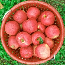 {삼성전자추석특판전} [청년농부] 껍질째 온거로 먹는 청송꿀땡이 사과 5kg 10kg