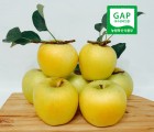 [영주사과] 10월수확 황금사과 시나노골드 14-16과 대과 햇사과 꿀사과 명품사과 5kg