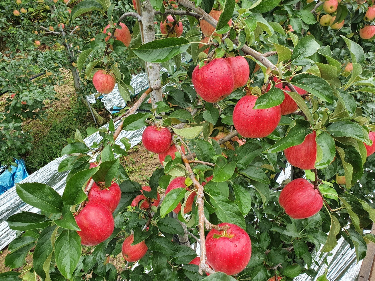 [성주로컬푸드] 참별미소 햇부사 사과
