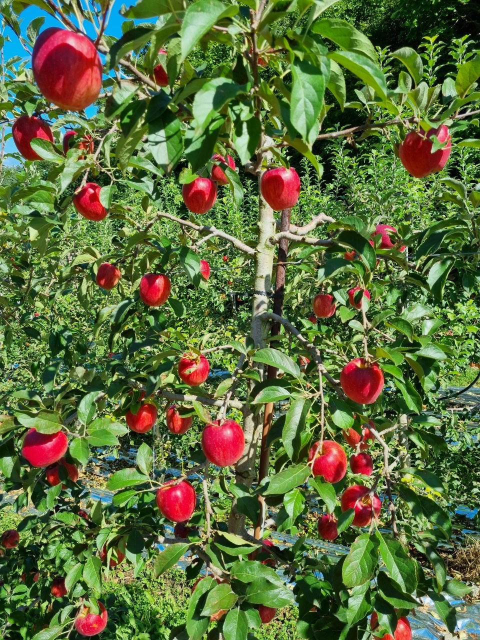 [성주로컬푸드] 참별미소 햇부사 사과