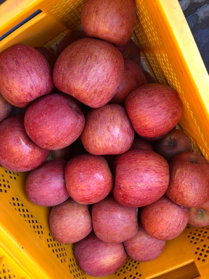 산신령네 사과 로얄부사 흠과 (대과) 5kg