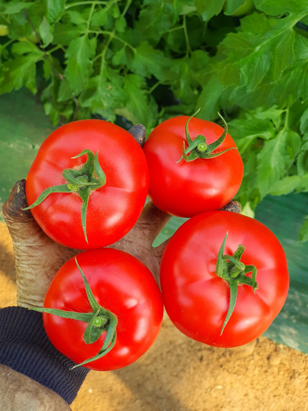 [기산마을] 친환경 무농약 토마토 5kg(30~40과)