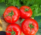 [기산마을] 친환경 무농약 토마토 5kg(30~40과)
