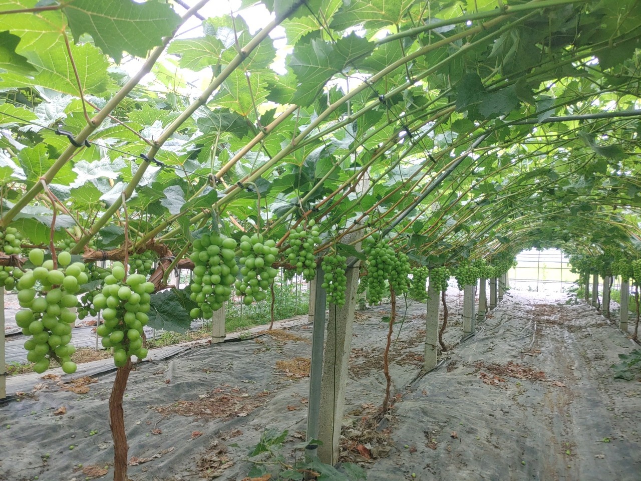 [문경초록마을] 열정농부 샤인머스캣 2kg (2~3수)