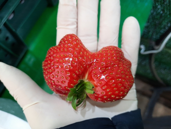 [자전거딸기농장] 상큼달달 설향딸기1.8kg
