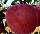 [장수벌사과]청송장수벌사과,햇~부사 4.5kg 본품(19~20과)