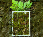 [들산초] 맥반석 지대에서 생산되는 7년근 이상의 산양산삼 2뿌리