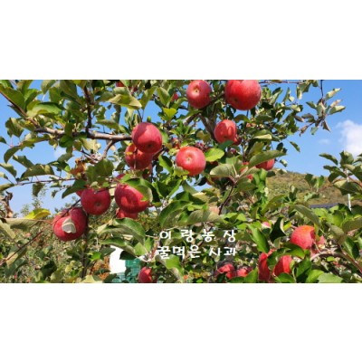 [이랑농장]꿀먹은사과 가정용10kg(24~28개)