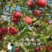[이랑농장]꿀먹은사과 가정용10kg(24~28개)