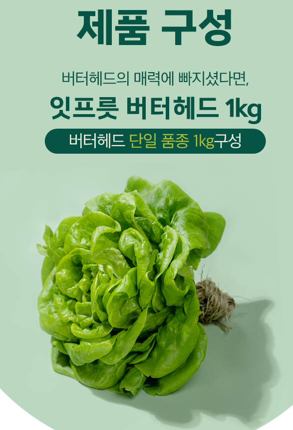 [잇프릇] 유러피안 샐러드 채소 버터헤드 1kg(6~8포기)