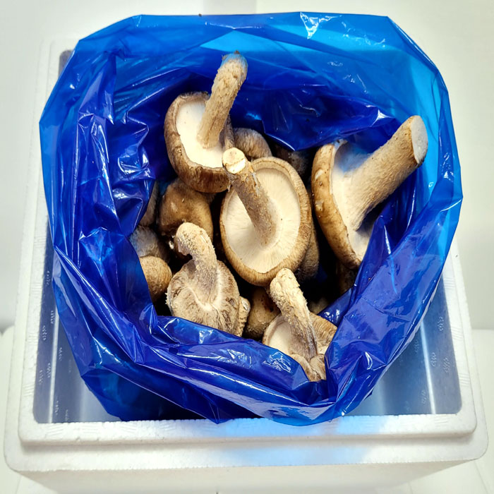 [송향버섯농장] 송향버섯3등급(보급)1kg