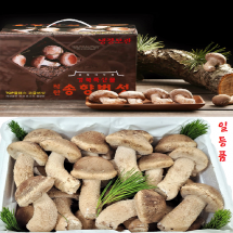 [송향버섯농장] 송향버섯1등급(고급)1kg