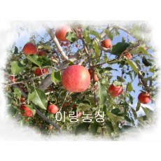 [이랑농장] 꿀먹은 사과 5kg(14과)