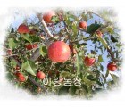 [이랑농장] 꿀먹은 사과 5kg (12과)