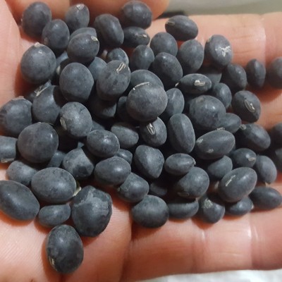 [영주장터농원] 23년직접생산한 토종서리태콩(속청) 3kg
