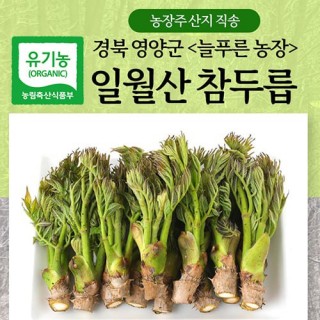 [늘푸른농장] 영양 일월산 참두릅 자연산 산지직송 1kg(500g*2봉)/산나물 /봄나물
