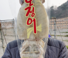 [지삼유통] 국산 동해안 피데기 10마리 1.8kg 내외 반건조 오징어