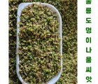 [울릉물산]울릉도 명이나물(산마늘)씨앗 400g(4,500립 내외)