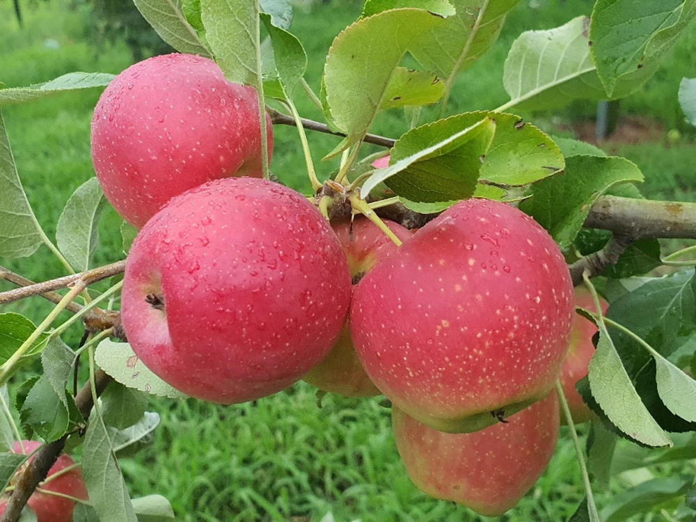[곡란골농원] 루비에스 미니 사과 (3kg)