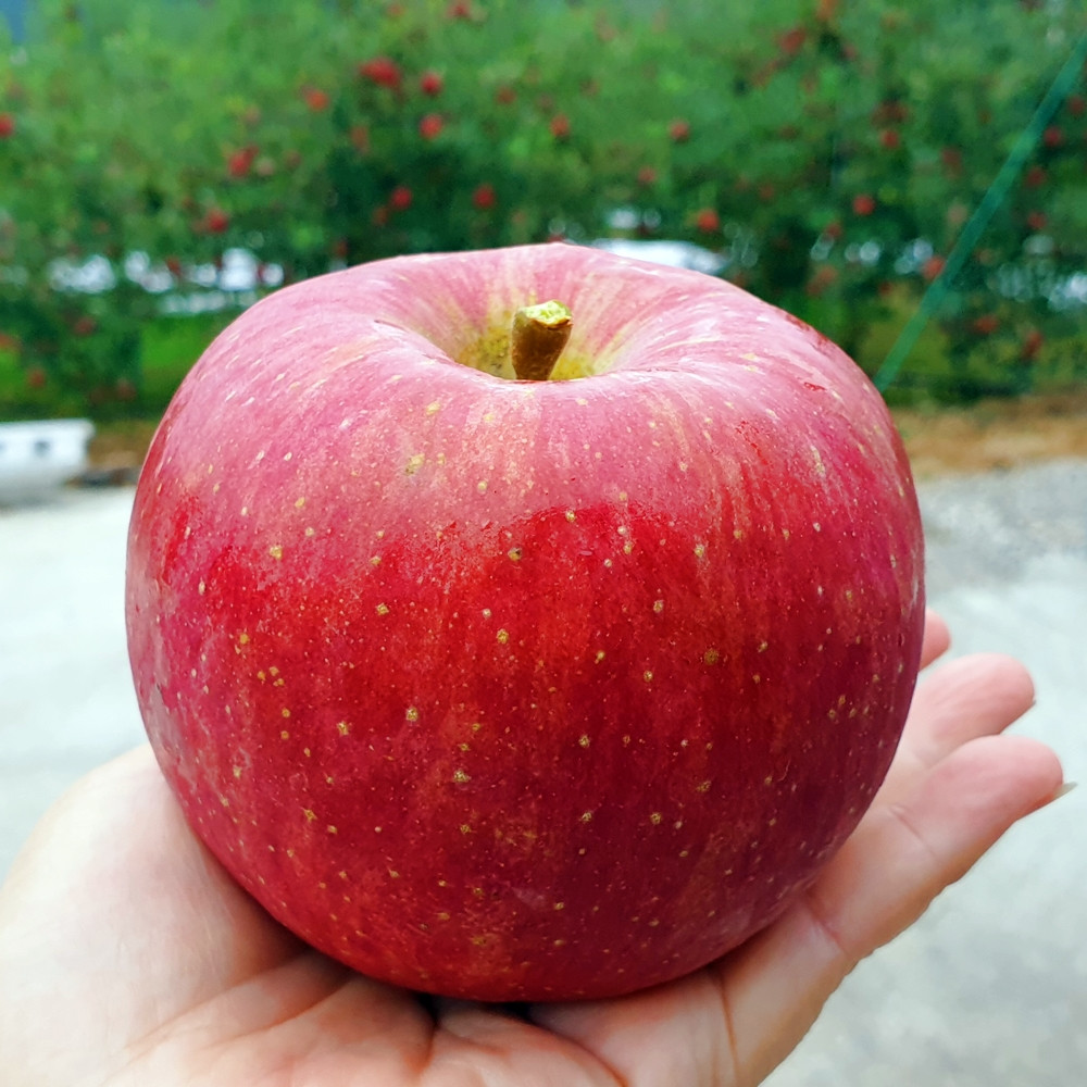 [안동댁사과] 부사 사과선물세트 / 가정용 / 흠과 5kg 3kg