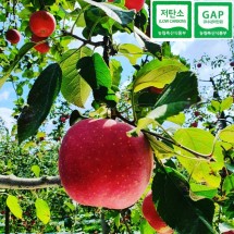 [삼둥이농장]삼둥이가 먹는 햇사과, 호노카 3kg/12과 구성, 9월20일 수확발송