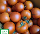 [위인토마] 유럽종 완숙토마토 5kg GAP 우수관리인증