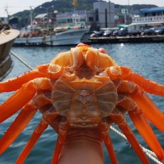 [지삼유통] 포항 구룡포 홍게 3kg 10~12마리
