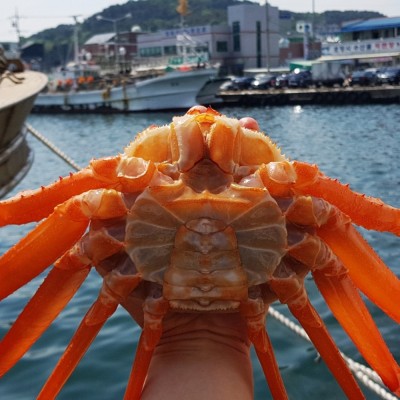 [지삼유통] 포항 구룡포 자숙 연지 홍게 (일반형 3kg 10~12마리)