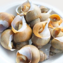 [맛있는 농수산] 꿈틀꿈틀 살아있는 후포리 왕돌초 활 백고동 소소사이즈 1kg (45미 이상)