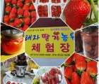 [기산마을] 태자 딸기 (900g,  24구)