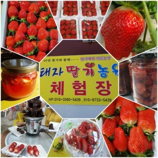 [기산마을] 태자 딸기 (900g,  30구)