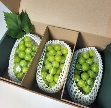 [농브라더스]당도선별 지정일배송 명절선물세트 프리미엄 샤인머스켓 2kg 3수 과일선물