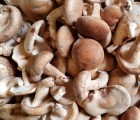 [버섯결] 초가송이버섯 하품1kg (주문양만큼 합포장)
