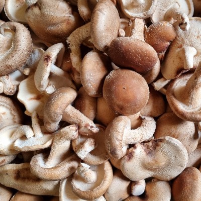 [버섯결] 초가송이버섯 말림용,식당용,대량주문용, 파지1kg (주문양만큼 합포장)
