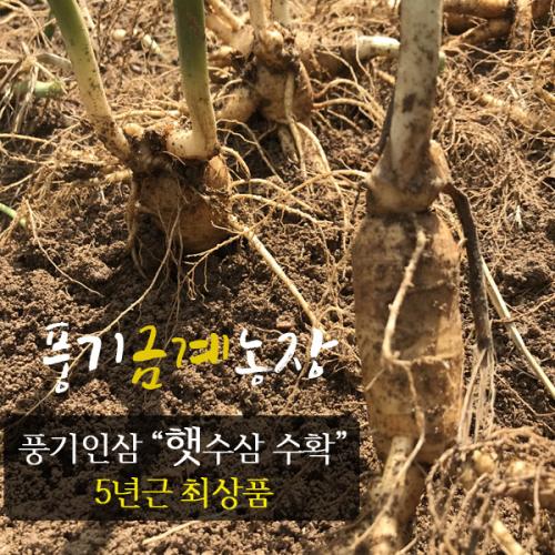 풍기인삼 5년근 햇수삼 750g(7-8뿌리) 풍기금계농장 산지직송