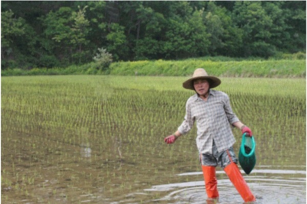 2023년 국내산 불리지 않아도 되는 우렁이농법 미르미현미 5kg 쌀아지매