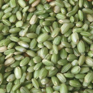 2023년 국산 찰녹미 파란쌀 녹색쌀 녹찰현미 1kg