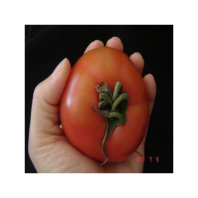 [참푸른농원] [무농약] 아침노을 토마토 3.0kg