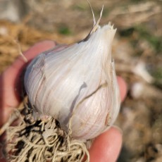 [꼬불꼬불팜]주아재배로 품질이 우수한 의성밭마늘,크기:중3kg-(120~140이상),저장마늘
