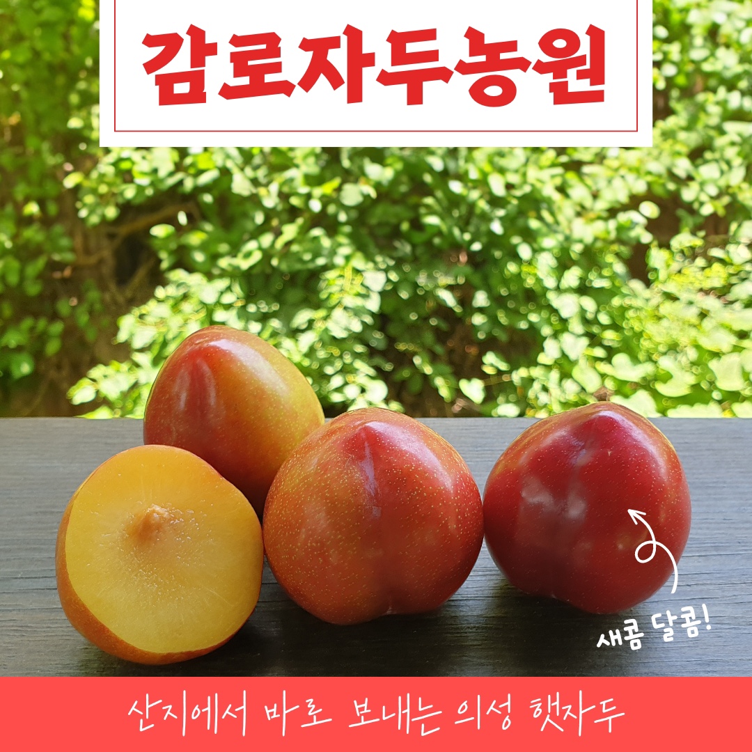 의성 추희자두 1.75kg,3.5kg,(100~140g,선물용특과) > 포도/자두/살구 | 사이소