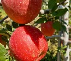 [노을농원] 햇부사 사과 2.5k (가정용,약한기스 )