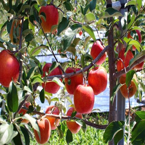 맛있는 사과 아리수l비품 10kg (40과내외)