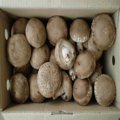 [3만원이상무배] 국내산/생표고버섯/생표고/표고버섯/표고/버섯/가정용/실속형/2kg