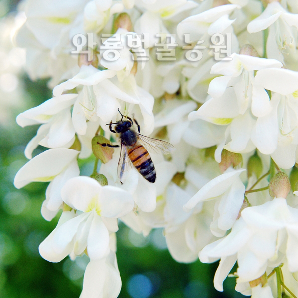와룡벌꿀농원 아카시아 꿀 1.2kg