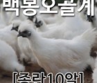 [농부야] 백봉 오골계 종란(부화용)10알[[유정란 계란]