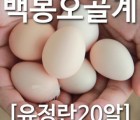[농부야] 백봉 오골계 방사 유정란20알[유정란 계란]