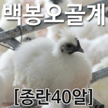 [농부야] 백봉 오골계 종란(부화용)40알
