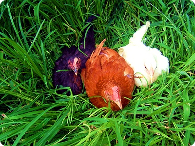 [삼봉산 양지 자연농원]  자연 방사 토종닭 (수닭 1마리1.kg-1.5kg)